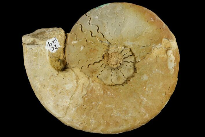Fossil Triassic Ammonite (Ceratites) - Germany #117152